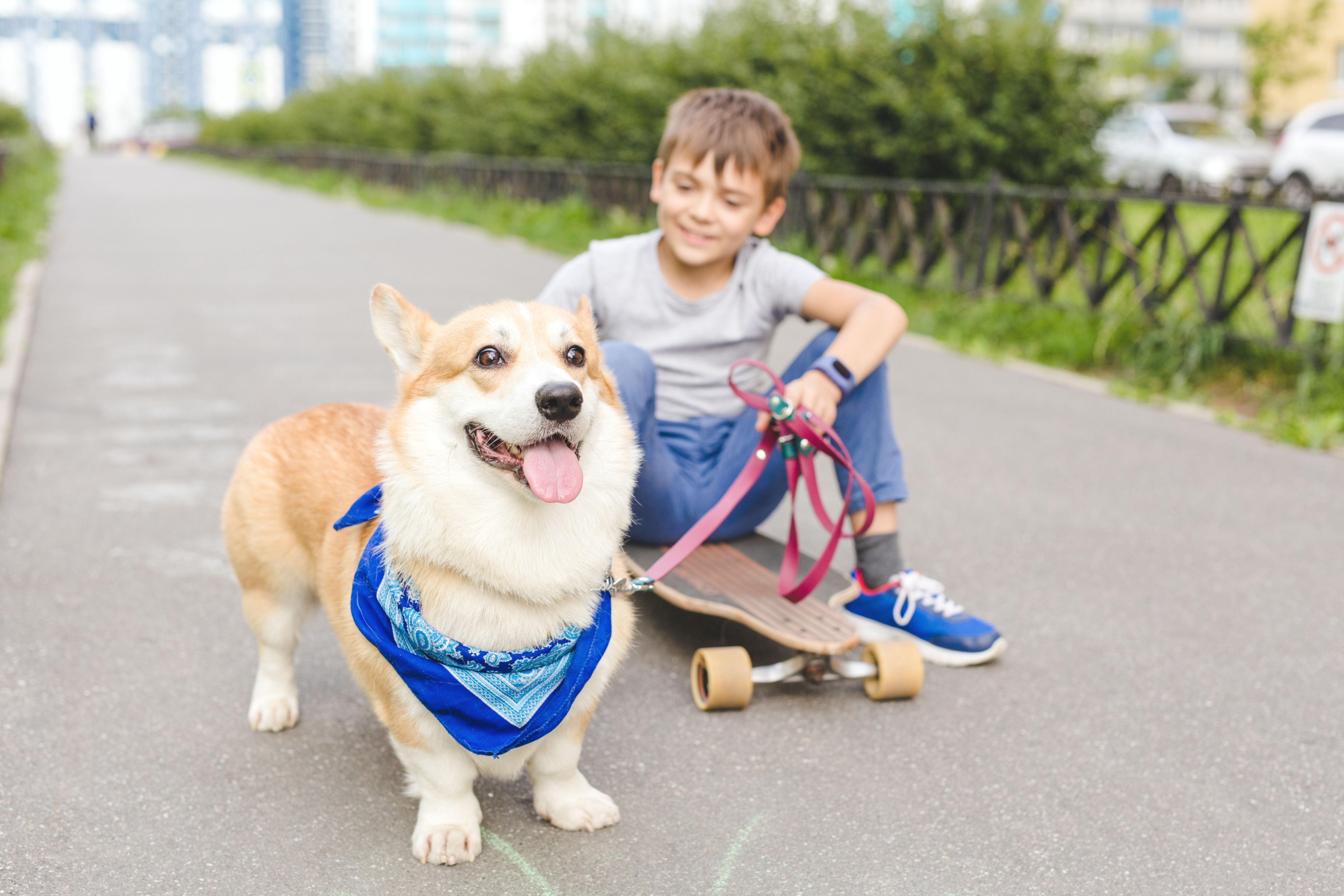 Border Collie/Corgi helps 4-year-old boy