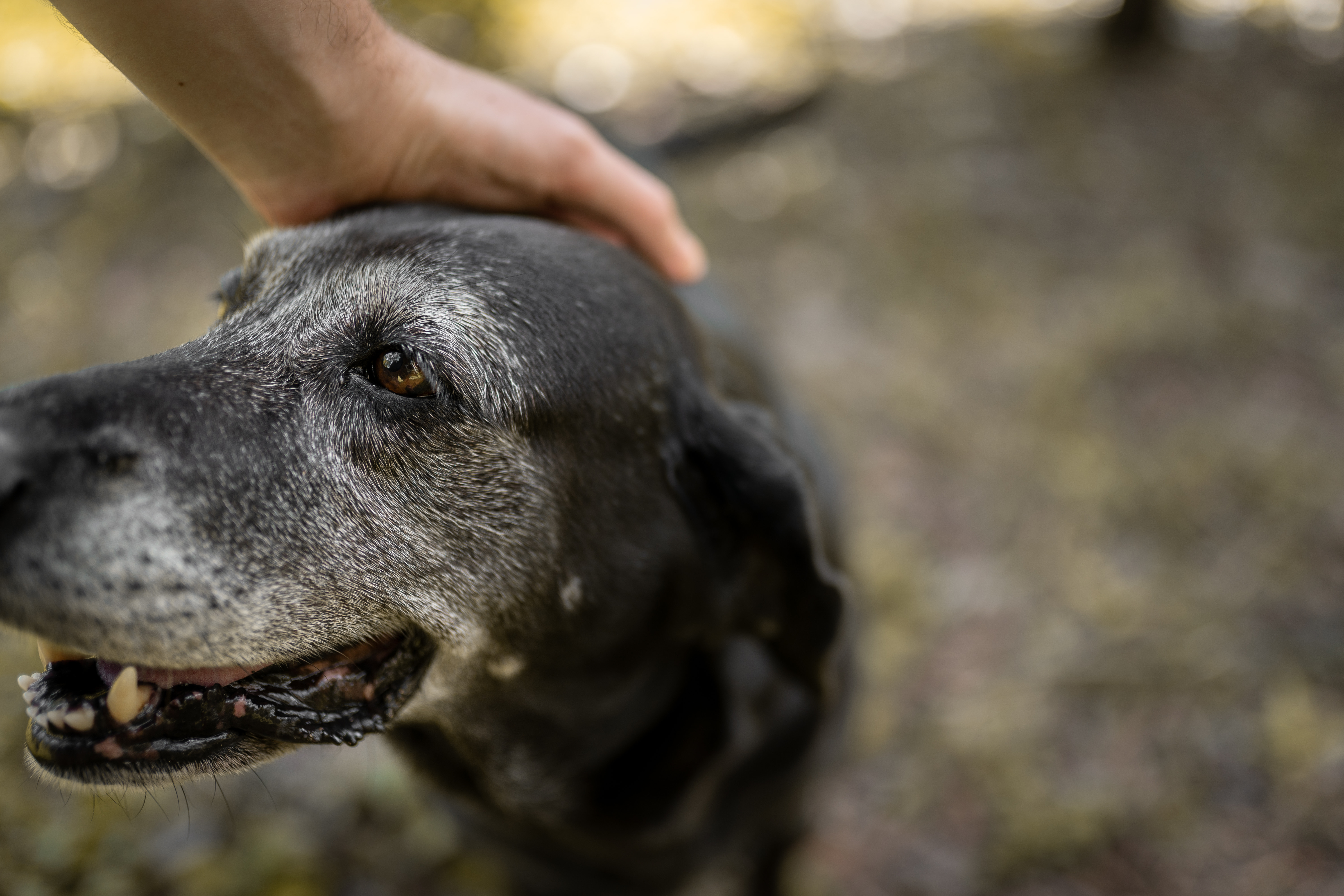 What happens to military dogs at retirement