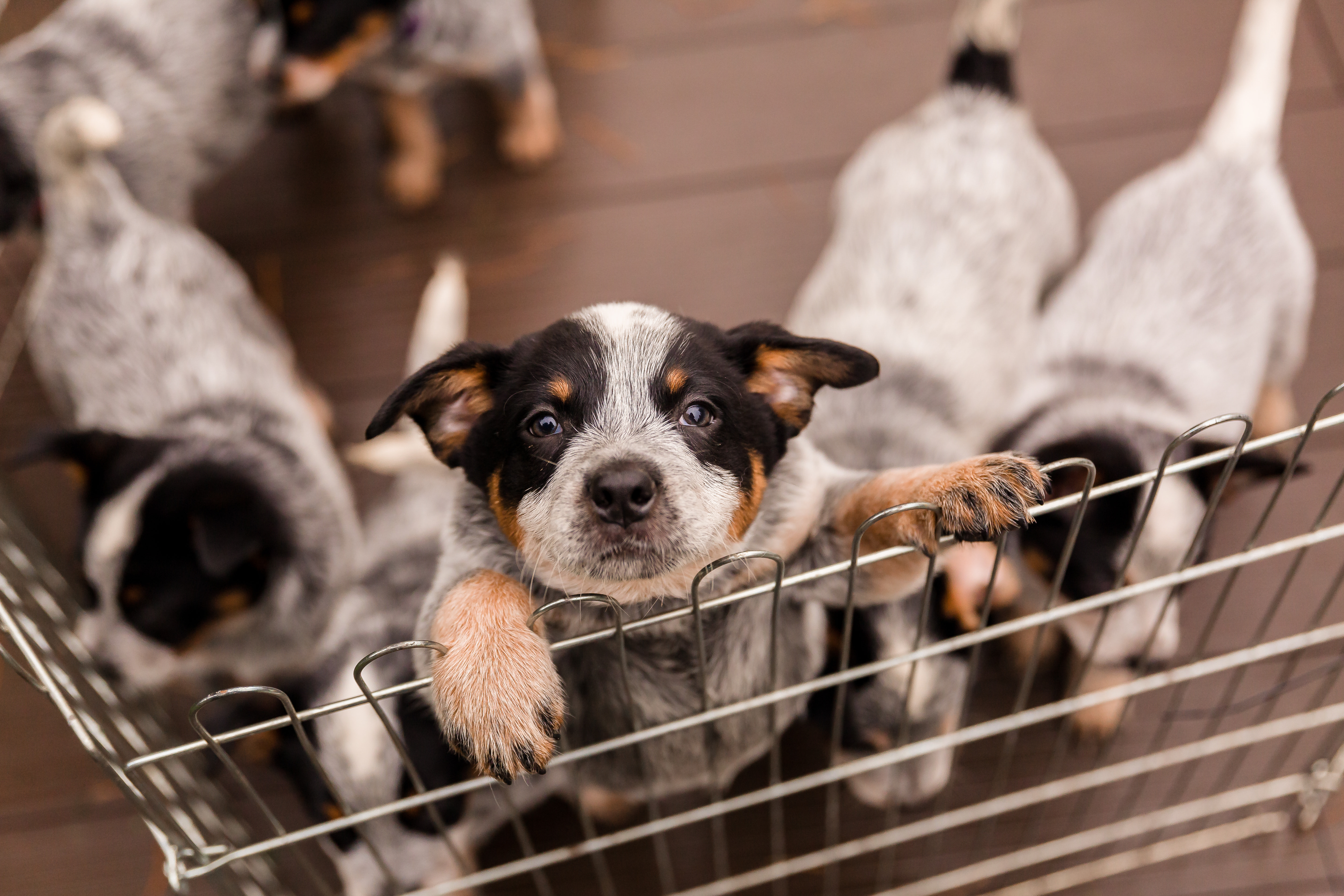 A ‘rescue’ to ‘service’ dog-story