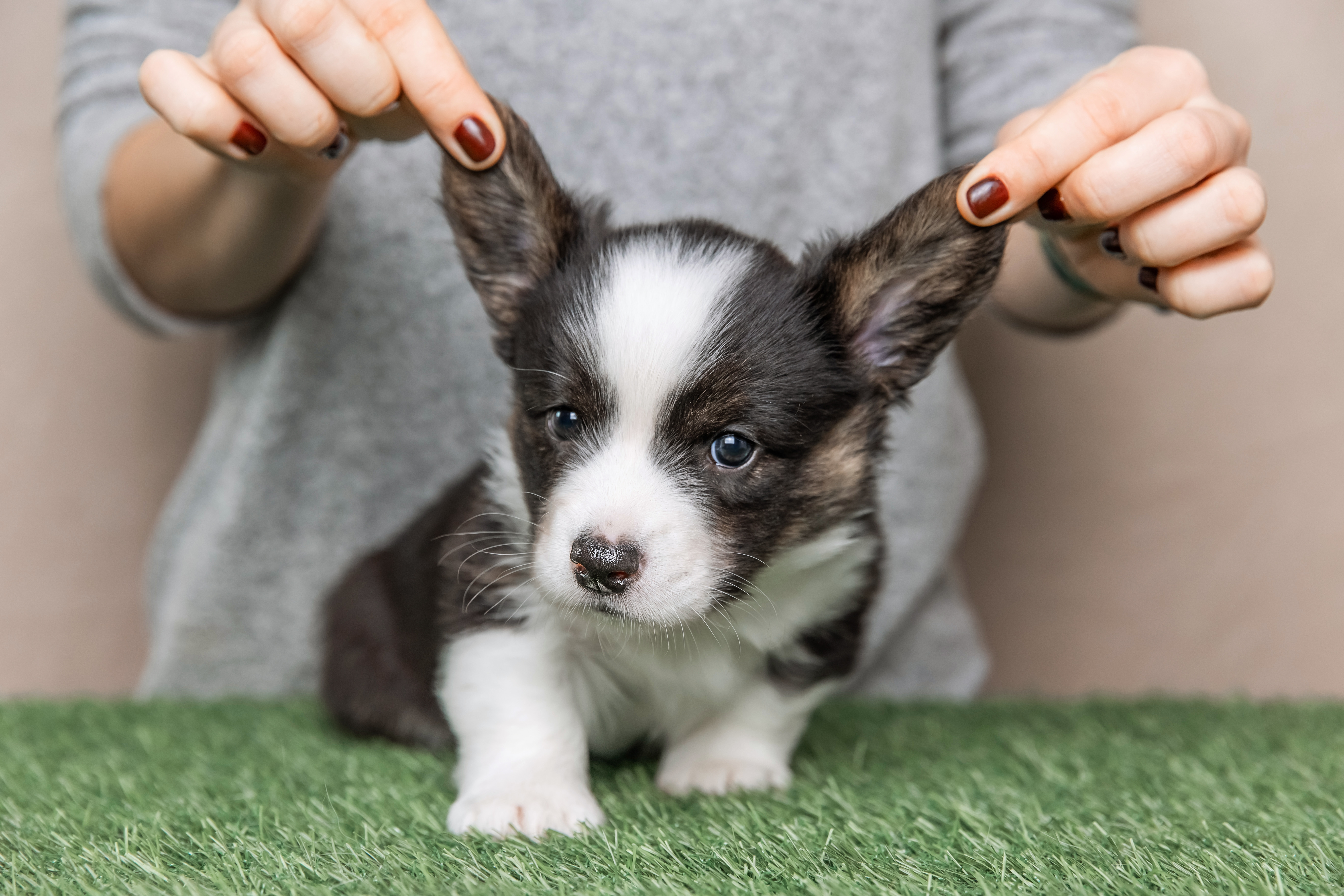 Those first 48 hours with a new puppy