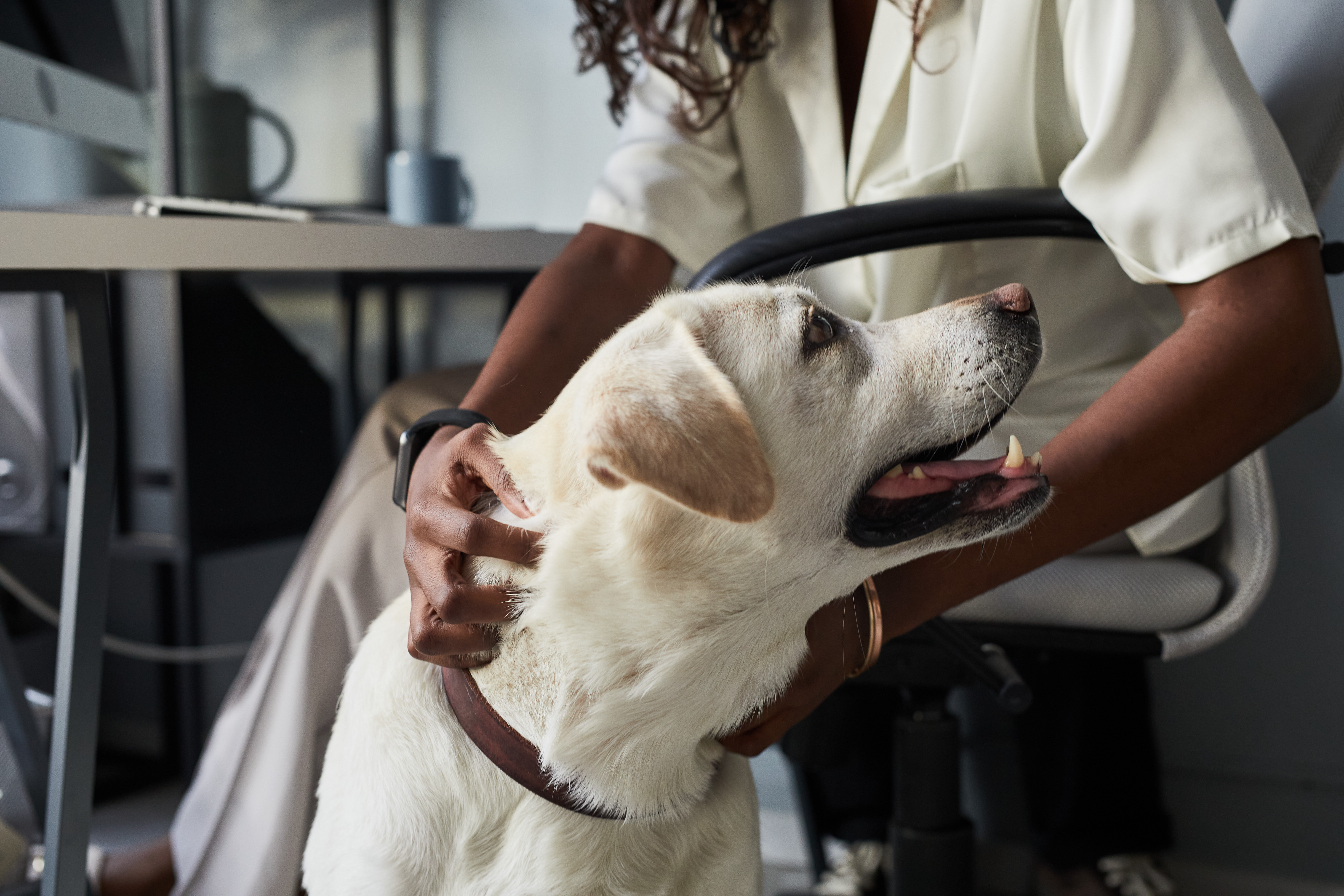 Close to home – St. Charles County calls on a therapy dog.