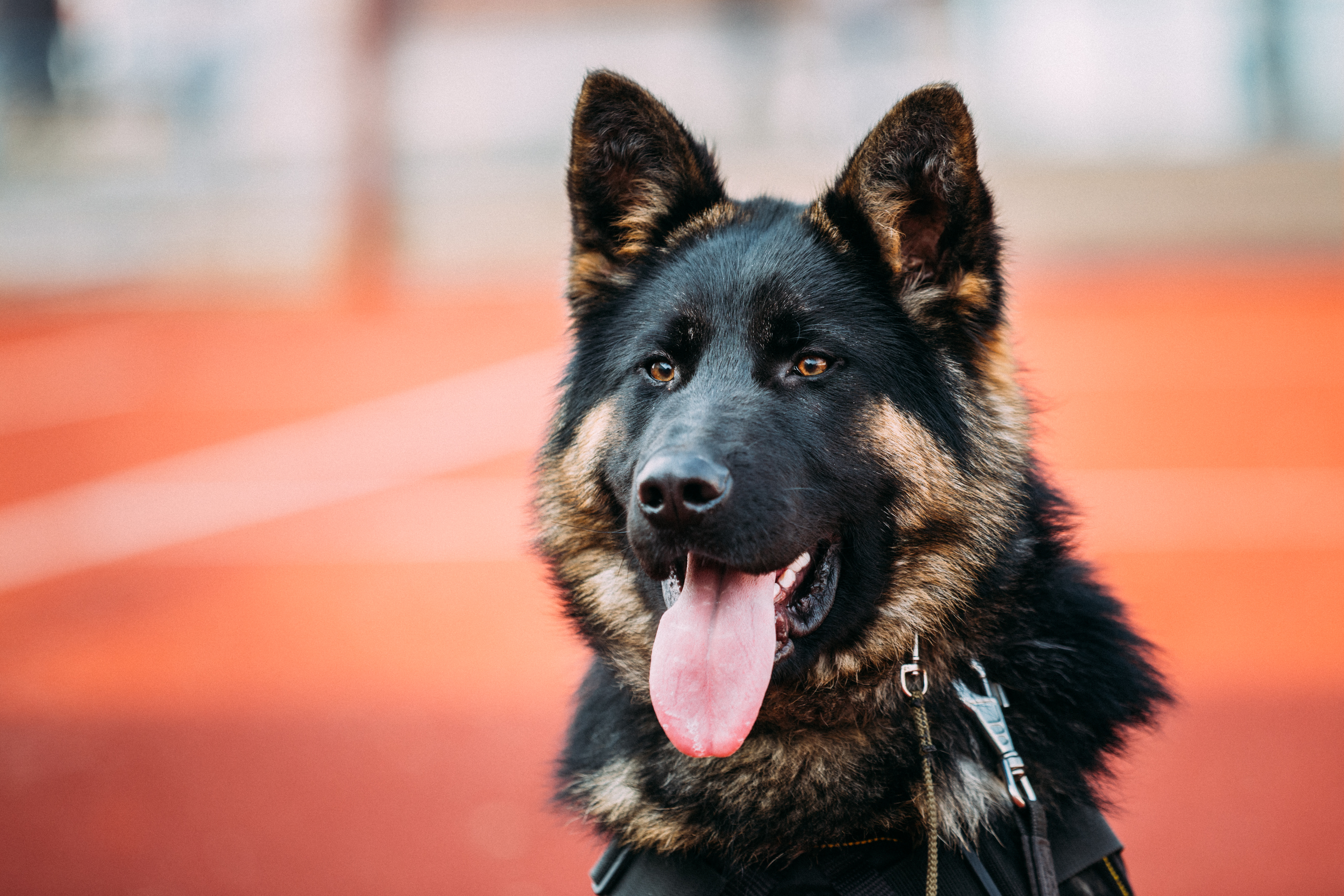Winnipeg police give K9 a camera to check out threats