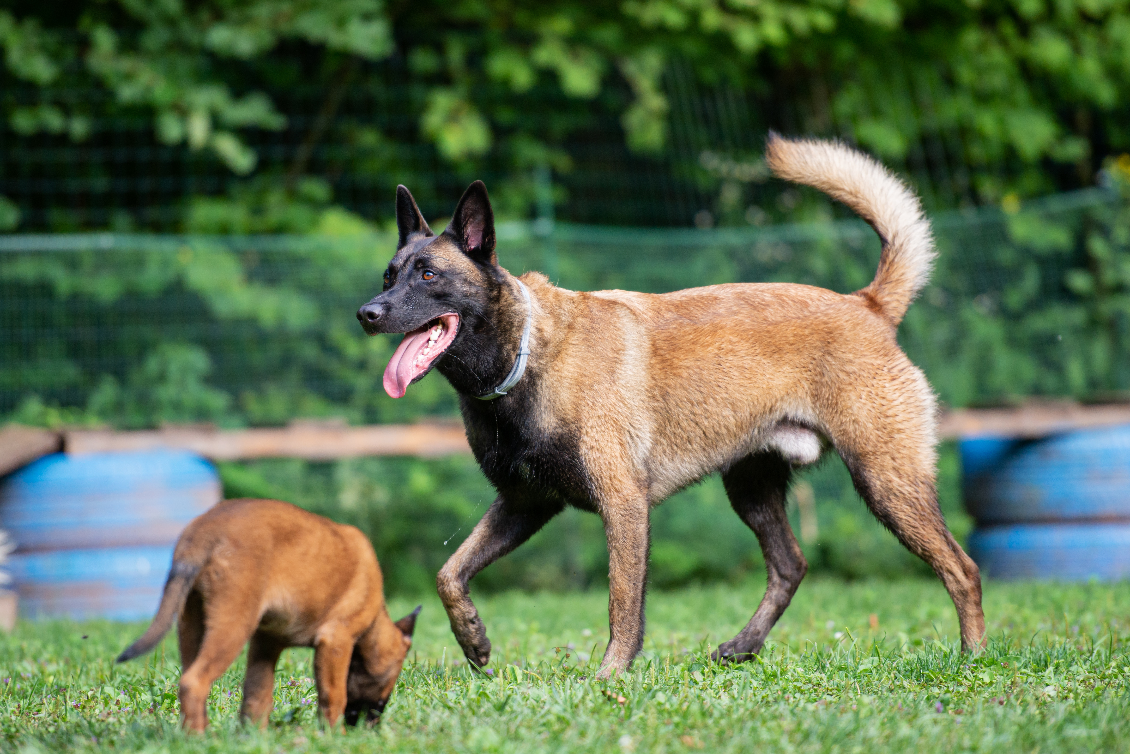 Military dogs need transition to civilian life after service