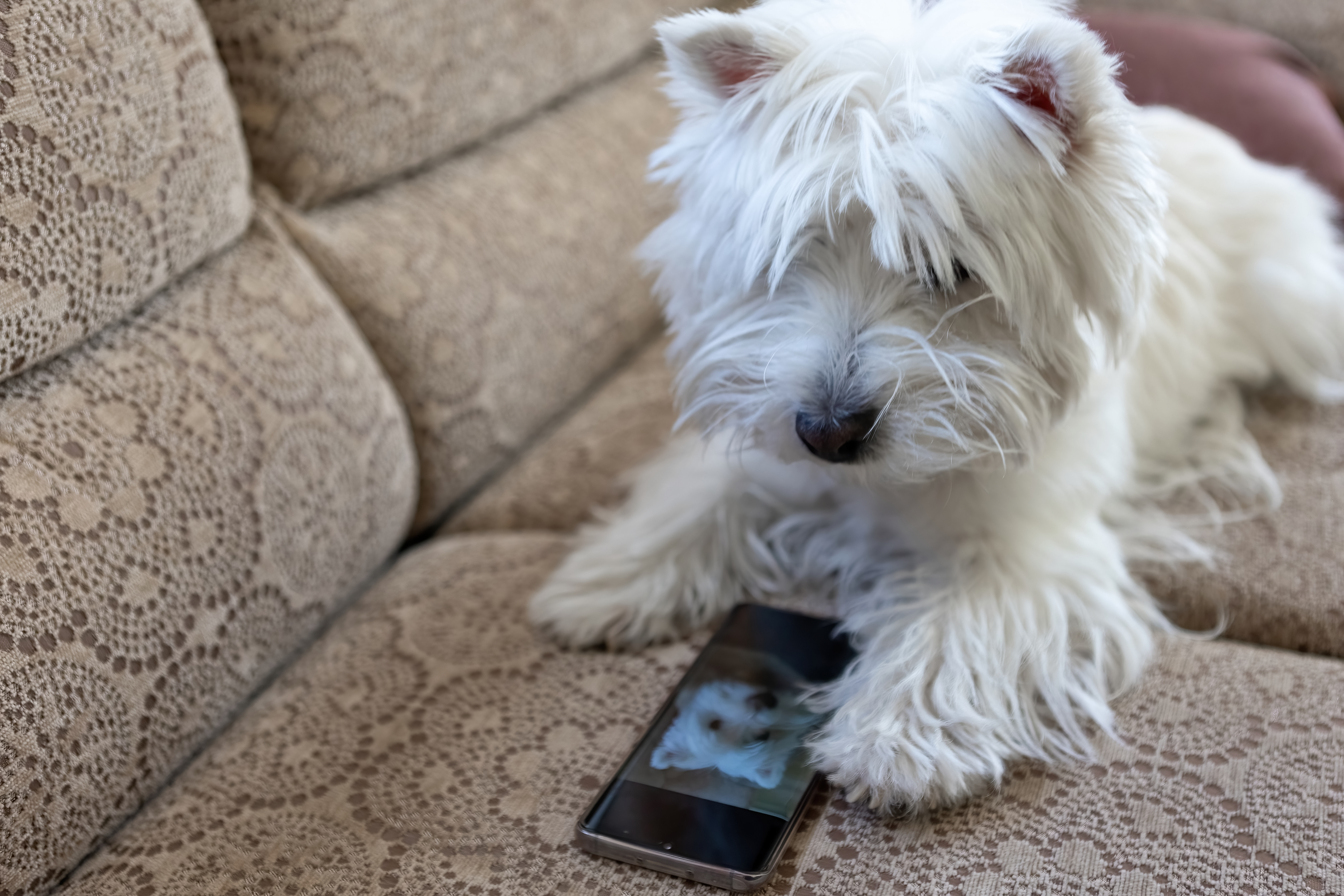 Apps for everything else – why not dog training?