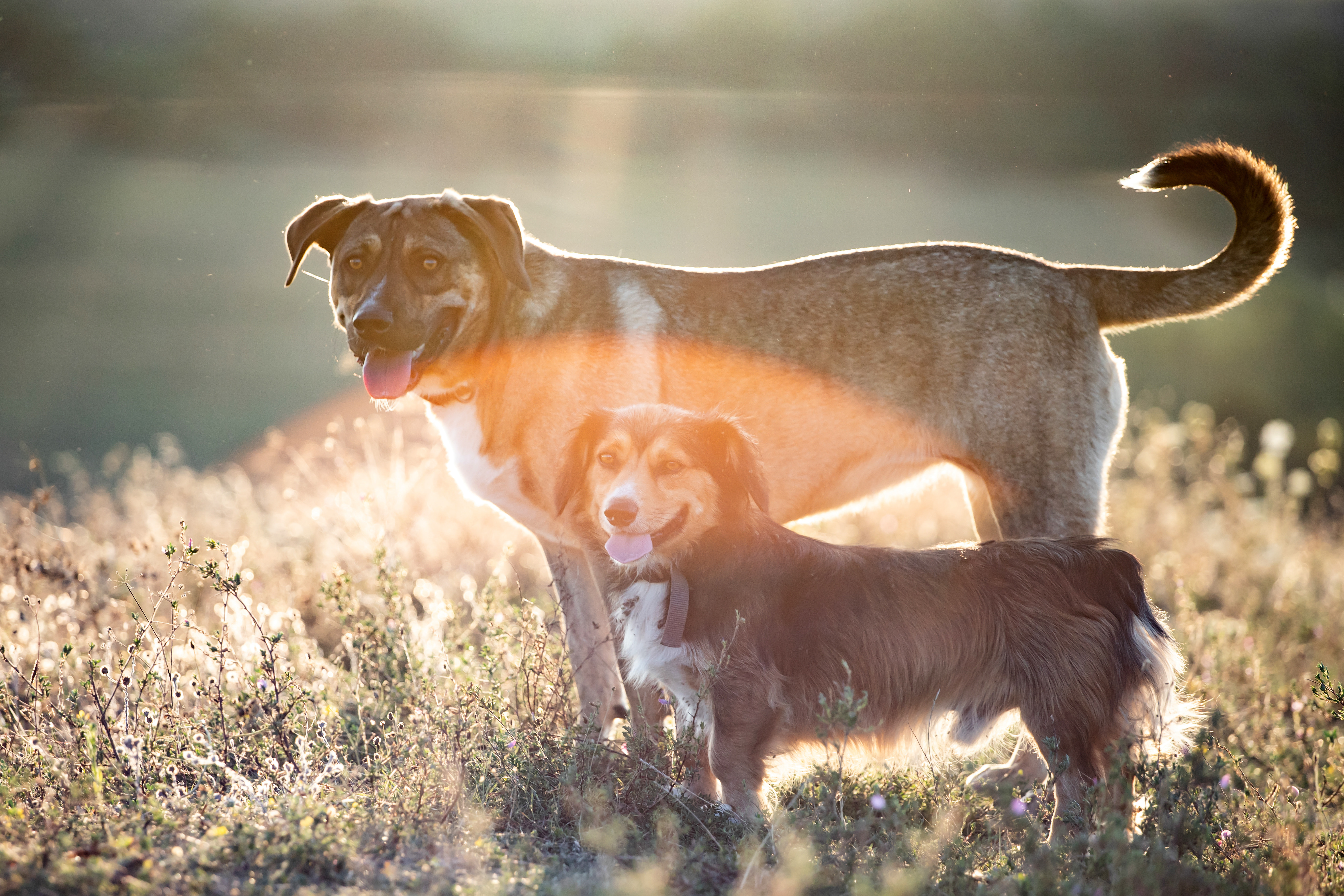 Illinois vet says dog training saved his life