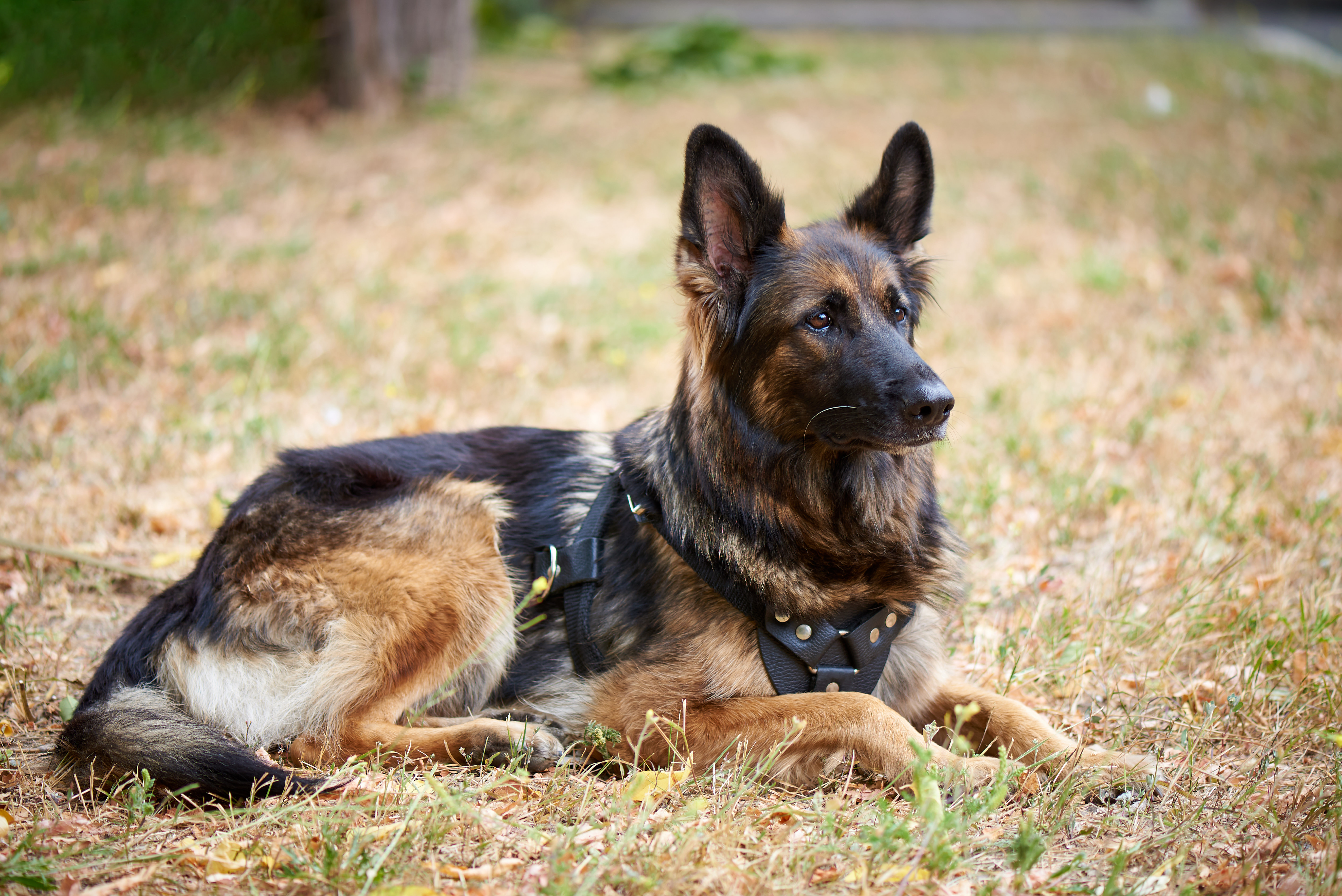 Double-duty therapy work for military K9s