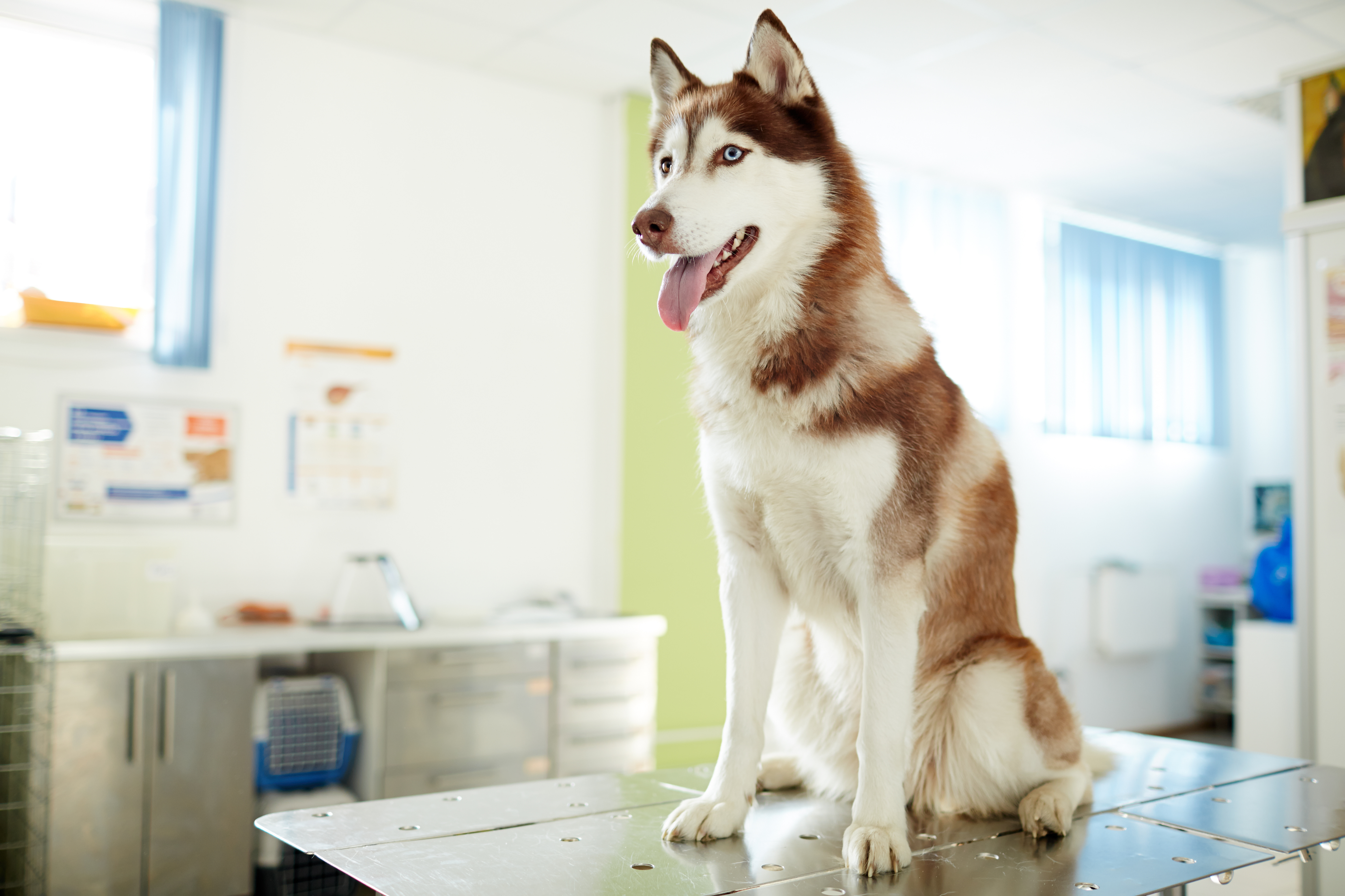 Canine service with a capital S