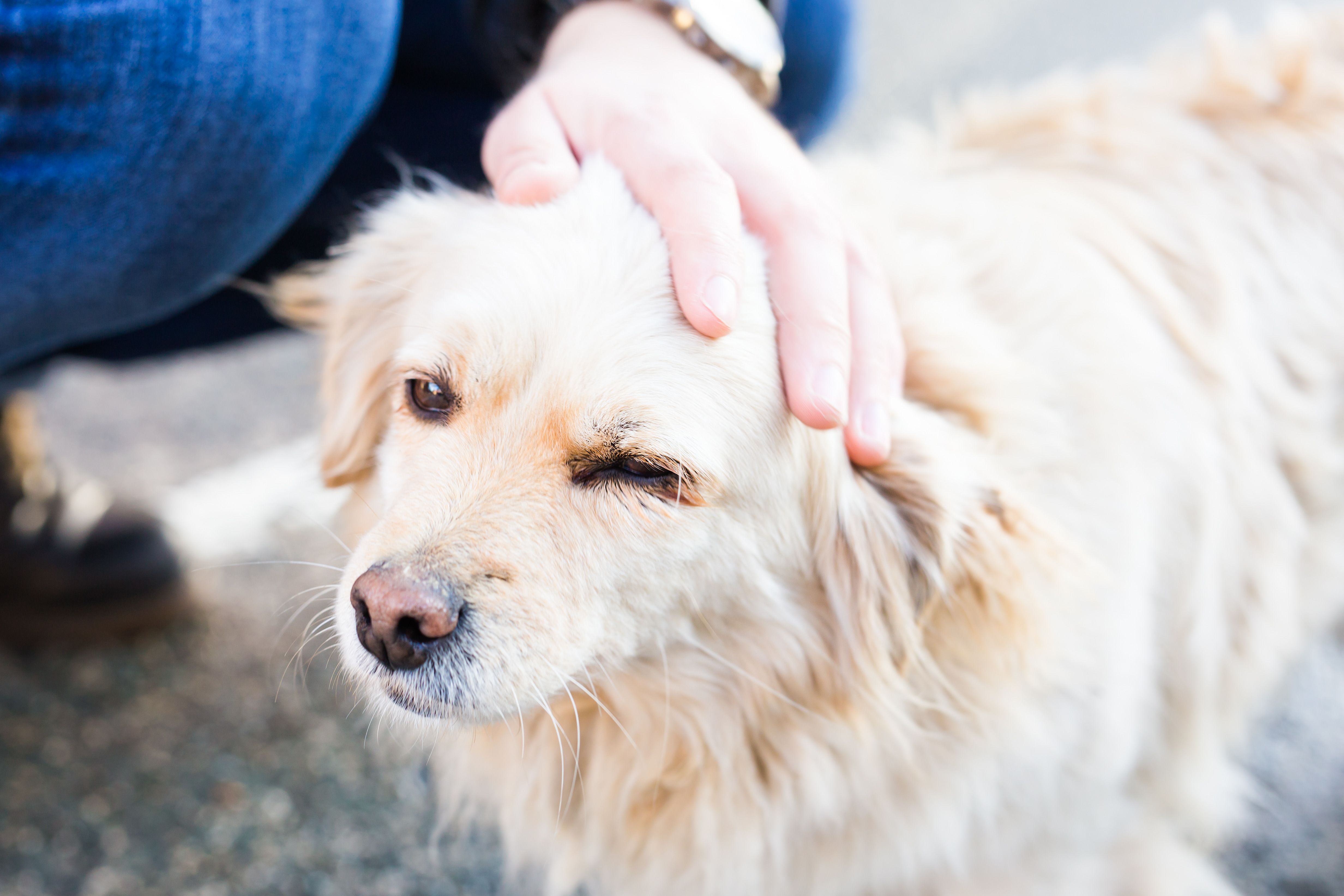 Therapy director credits Golden Retriever rescue