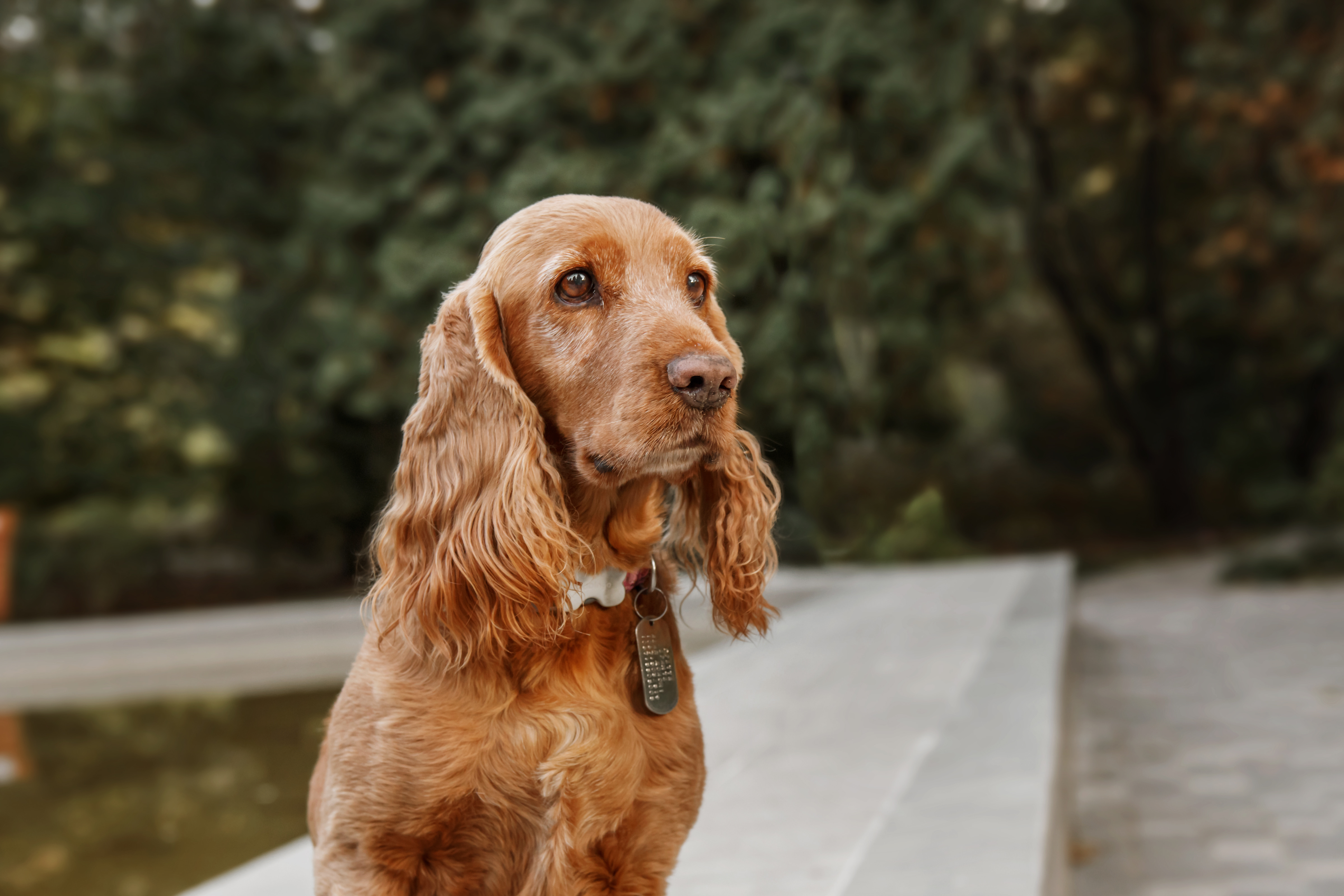 Would lapdog help in dentist’s office?