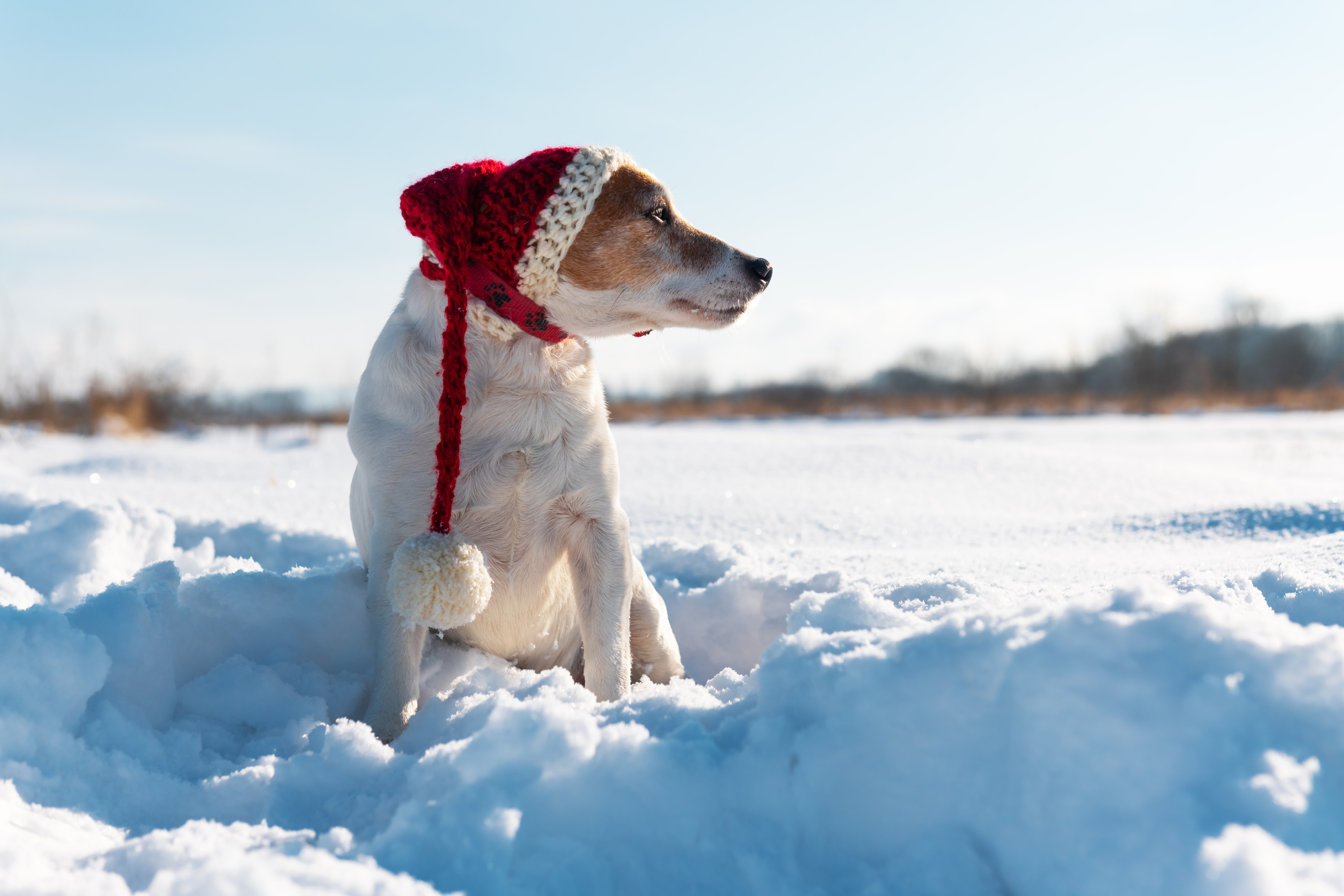 A Christmas wish from our chilly dog