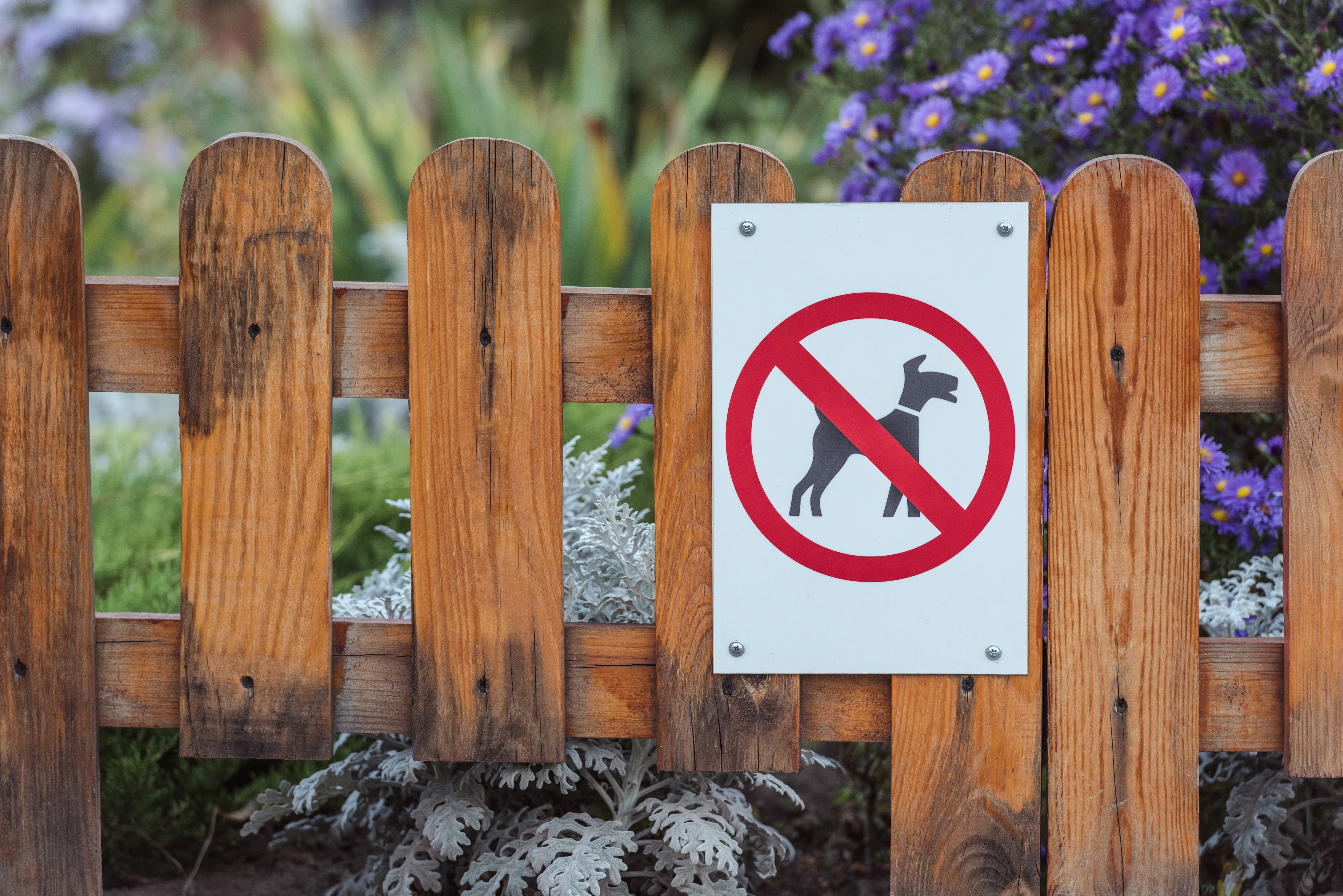 U of Iowa revising housing policy re: service dogs