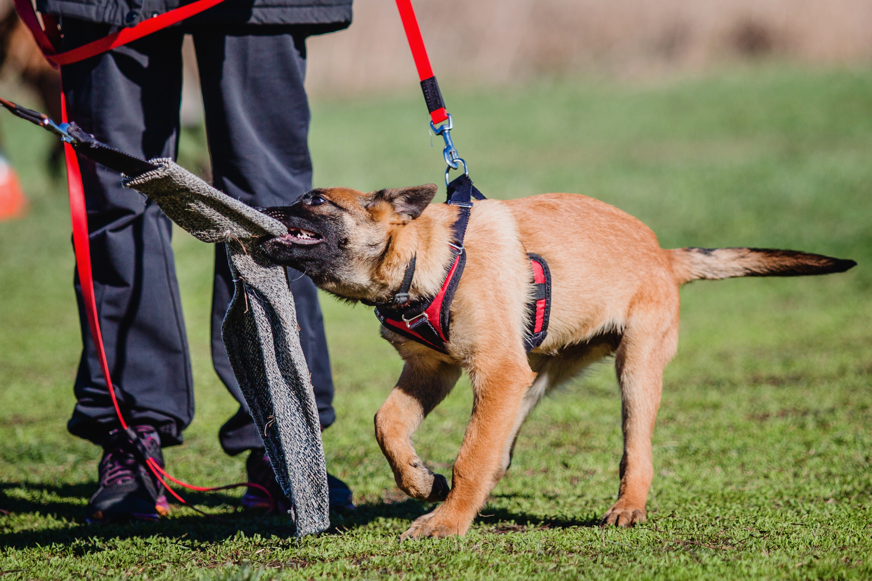 Police dog training video