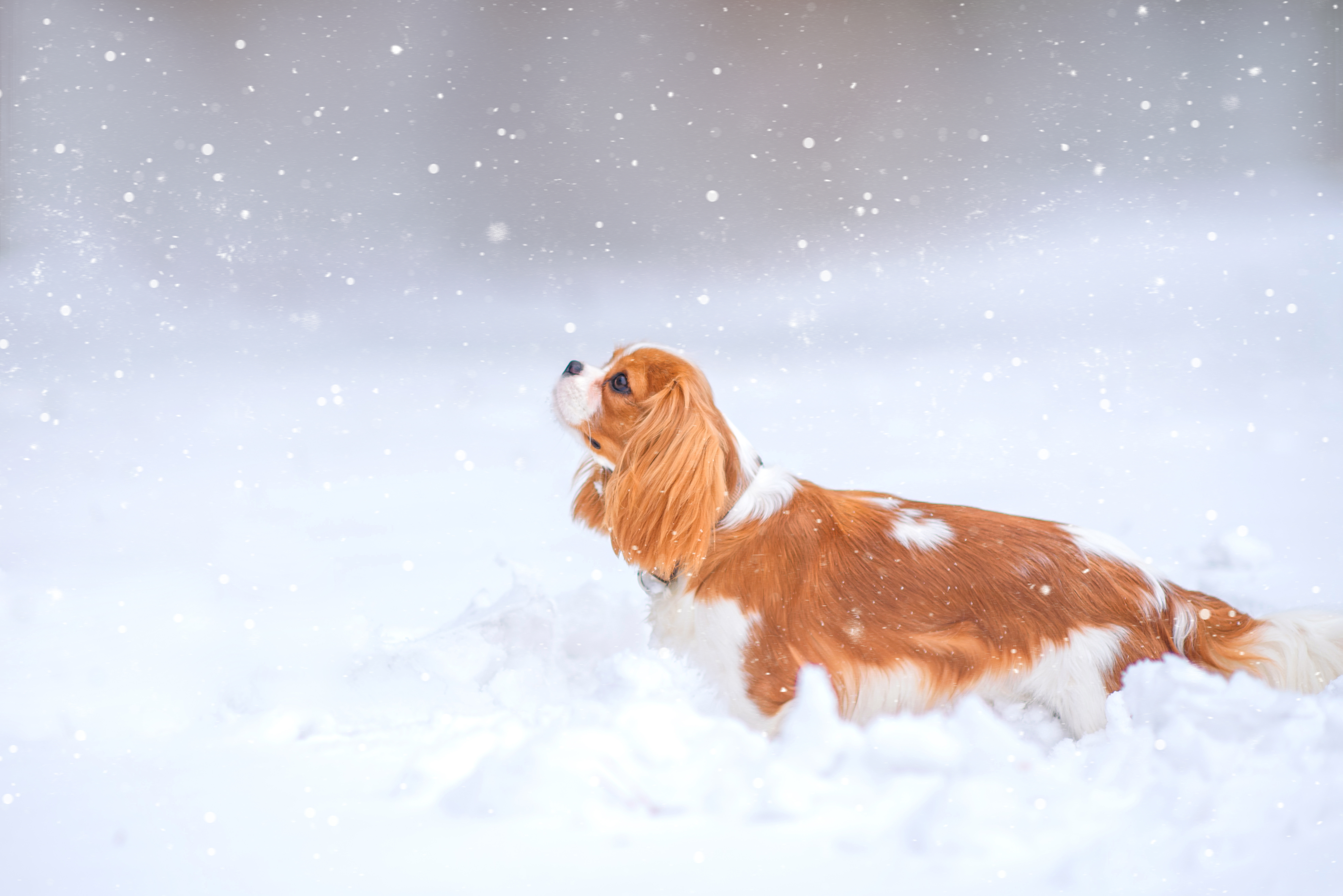 Still too cold – No Drill Team practice Tuesday, 7th