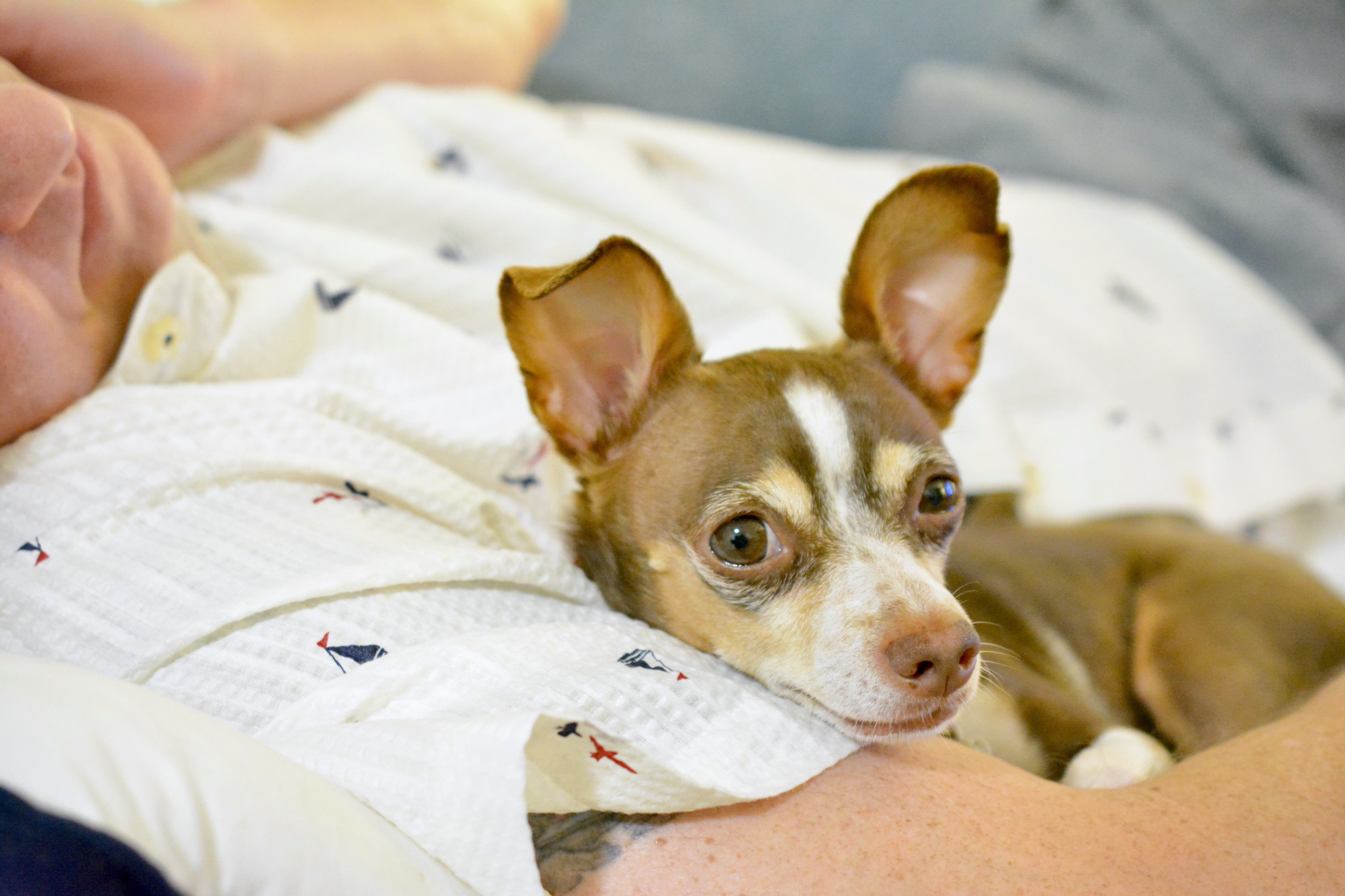 How dogs help veterans who’ve seen too much