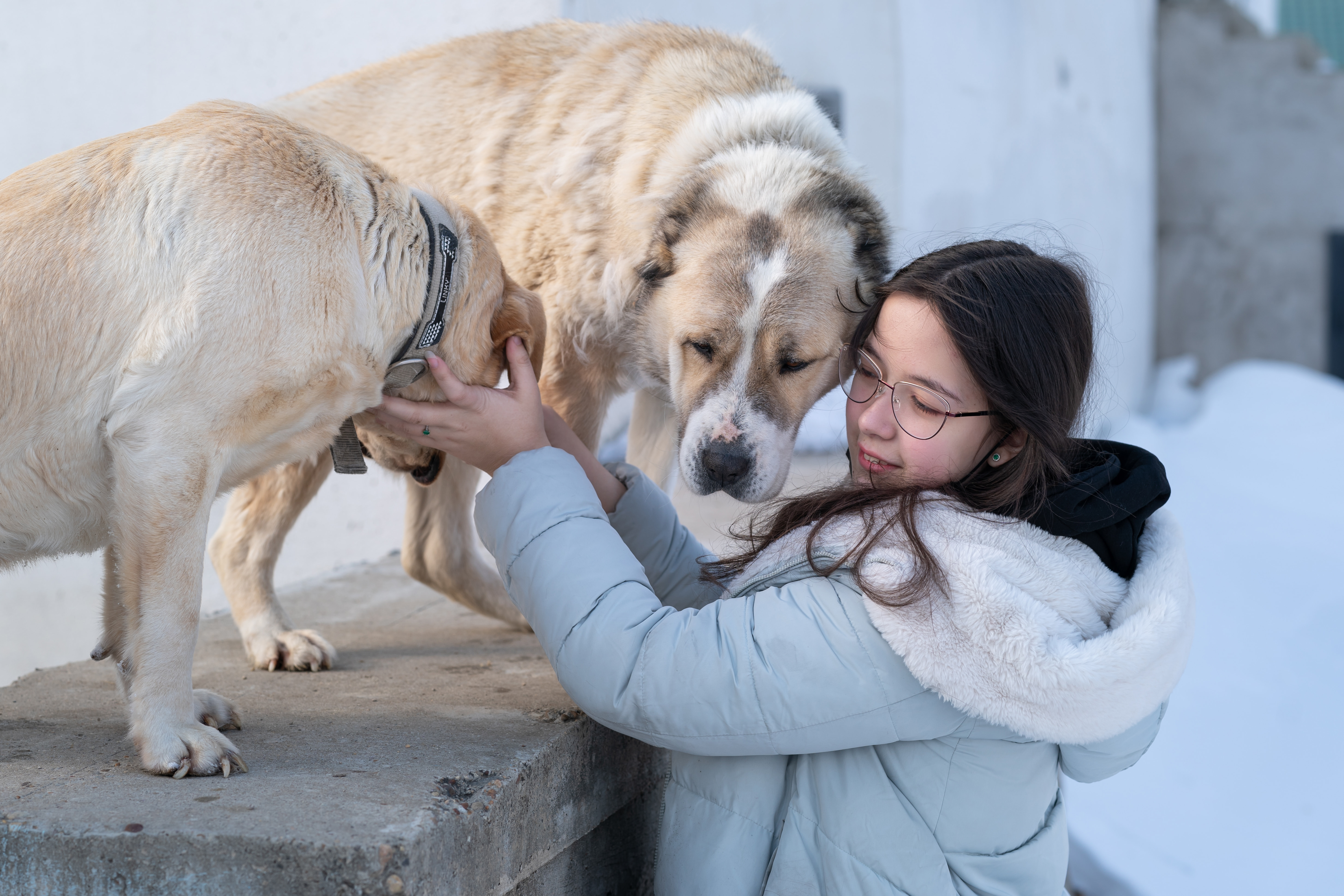Training dogs helps vets with PTSD