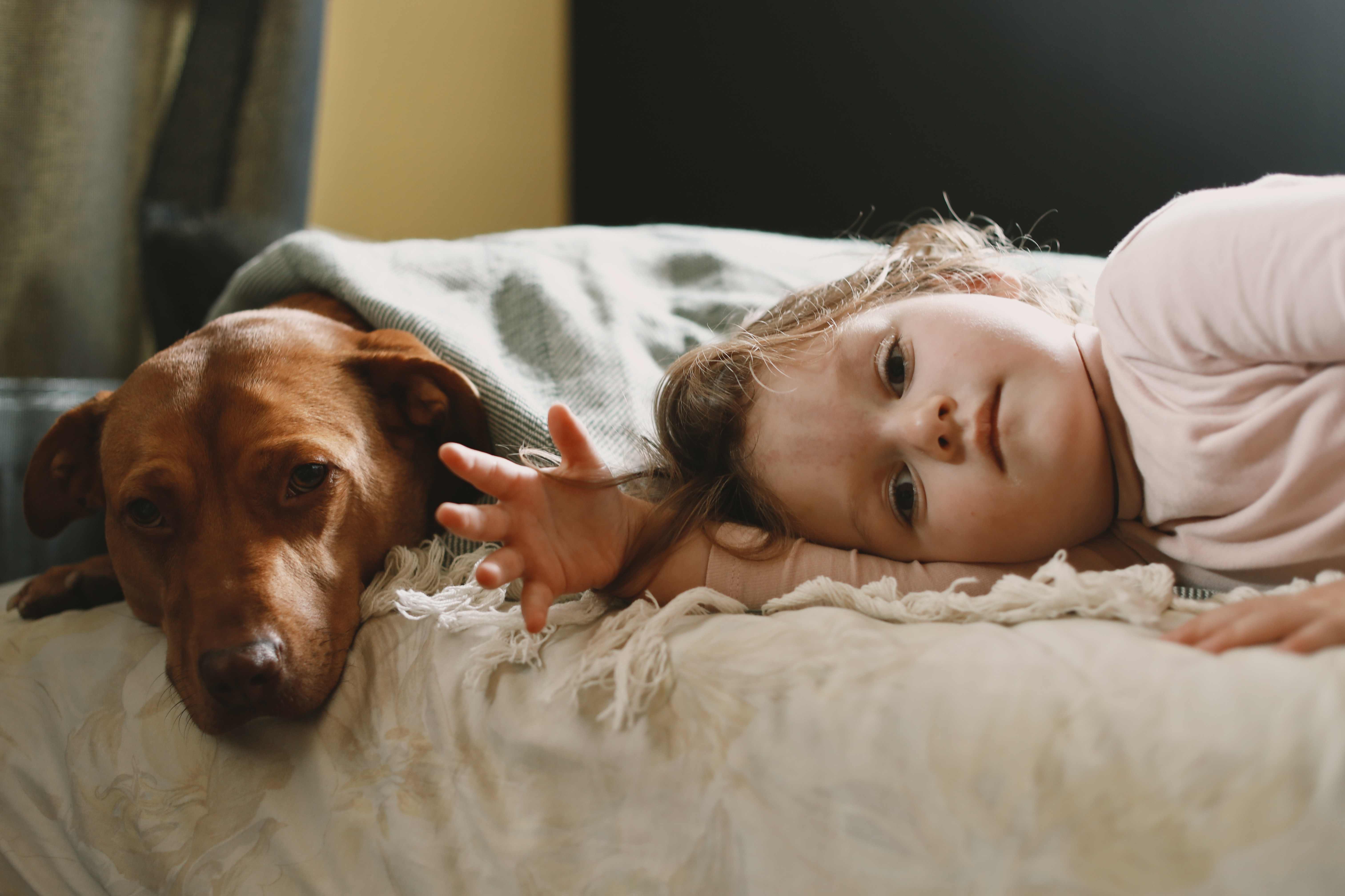 Introducing baby and dog