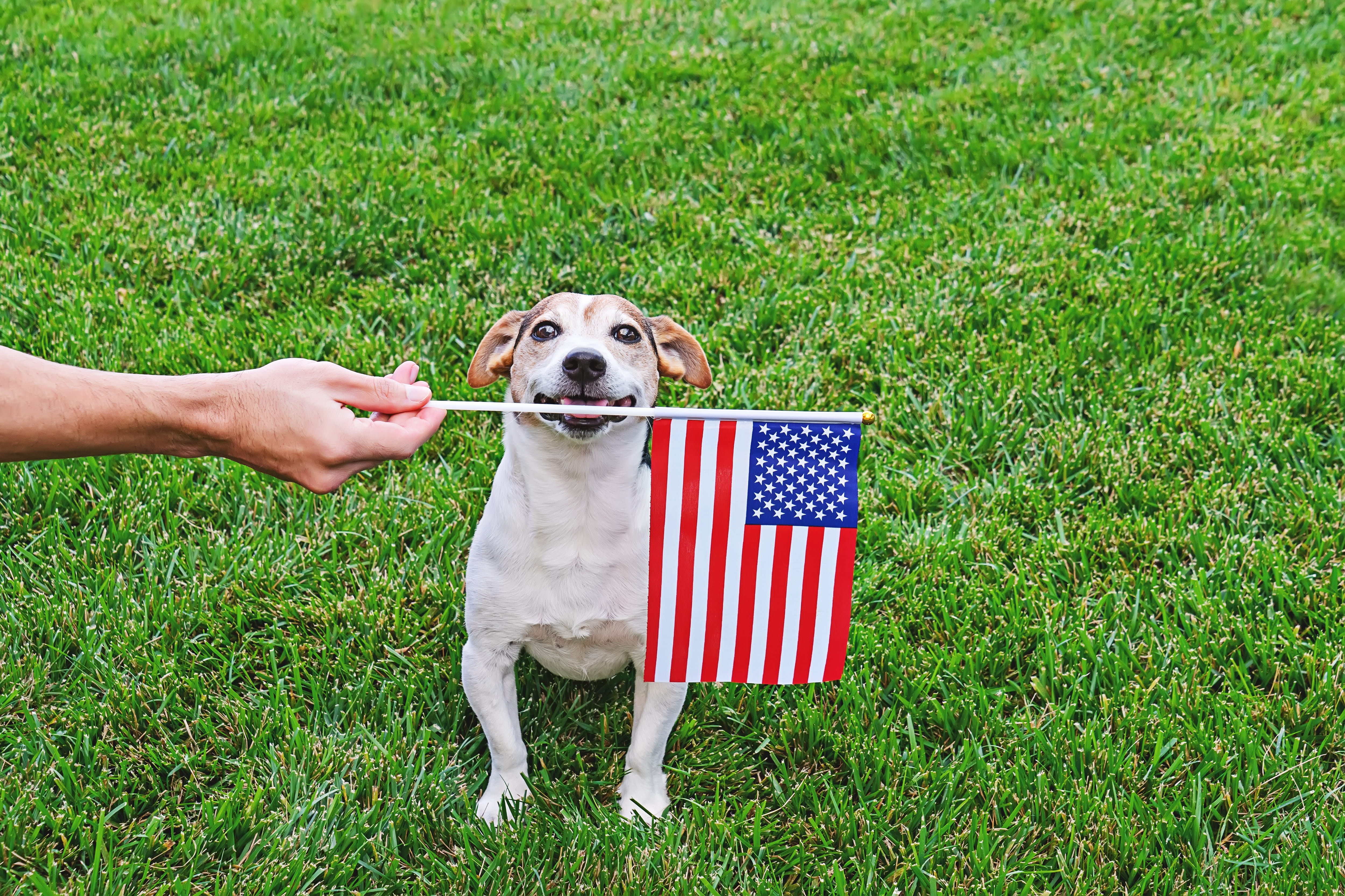 20 dog and handler teams celebrate new titles