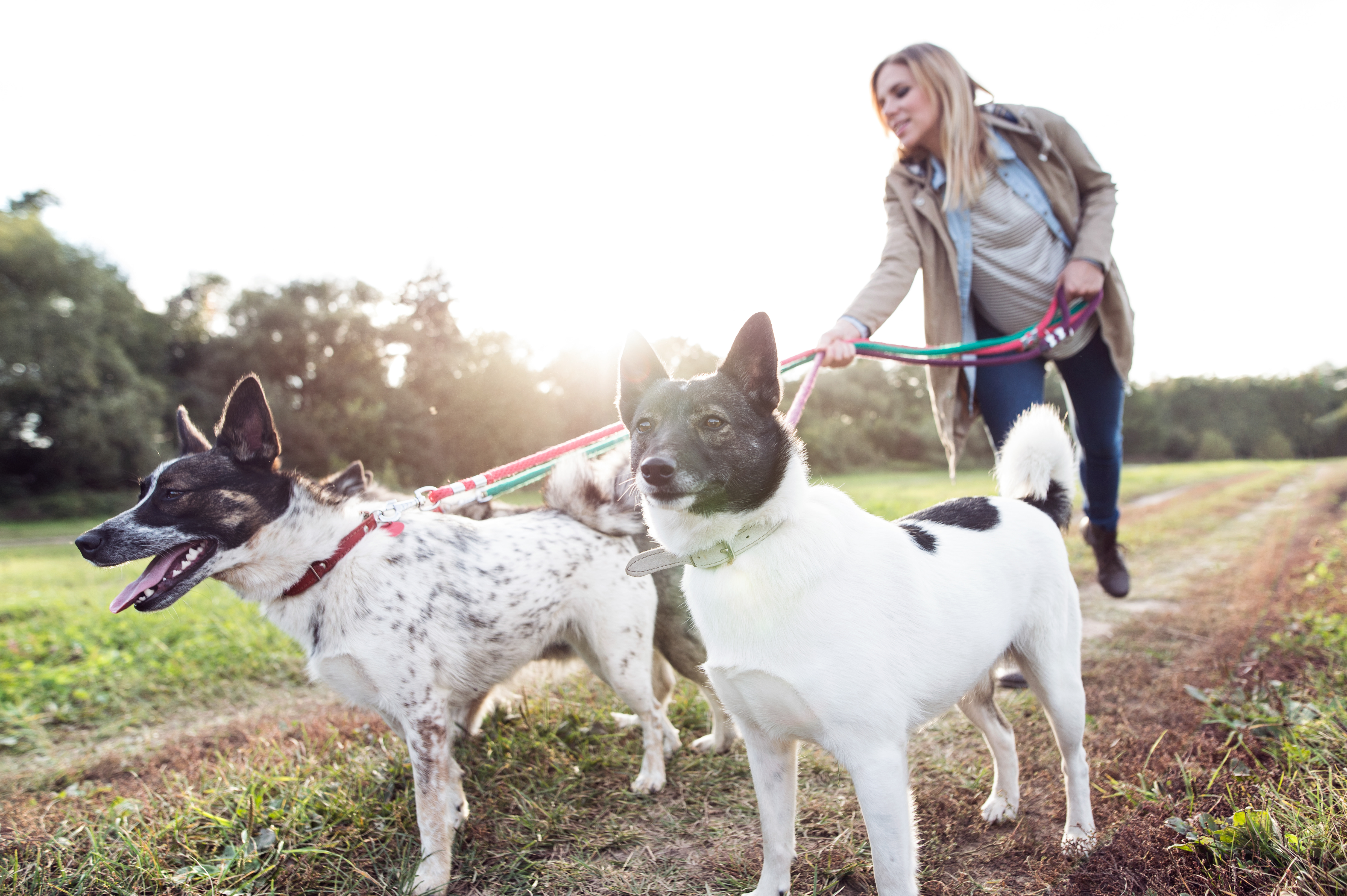 Benefit flows up and down a leash