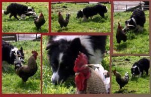It appeared to us as a game in which the rooster and dog both took pleasure. Moss, Senior, and the family rooster in the front yard of their farm home with Sheena Kerr in Dalguise, Scotland