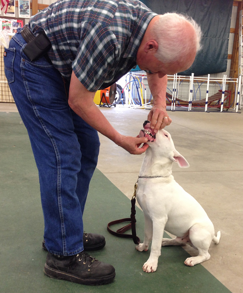 Stuart has his mouth examined as part of early, routine, basic training. The exercise has many purposes. The exam is part of the American Kennel Club's Canine Good Citizenship test. It is the beginning of dental hygiene. It is a control exercise over one of the dog's tools -- his mouth. It proofs the sit/stay command.