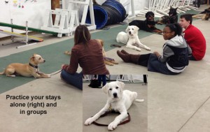 Stay in place -- sit, down or stand -- an essential part of training