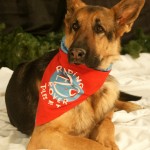 German Shepherd Dog, Scotia, with her Reading to Rover scarf