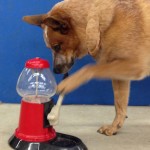 Rusty serves up a dog treat from the vending machine