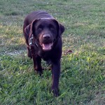 Coming to the handler should seem like a game for the dog.