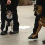 Ruben (left) and Bones showing off in last winter's holiday program and also showing attention and focus on the assignment they've been given -- walk with me on my shoes.