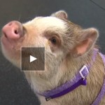 pig_in_class