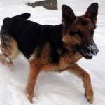 Scotia_snow_2.16.15.B