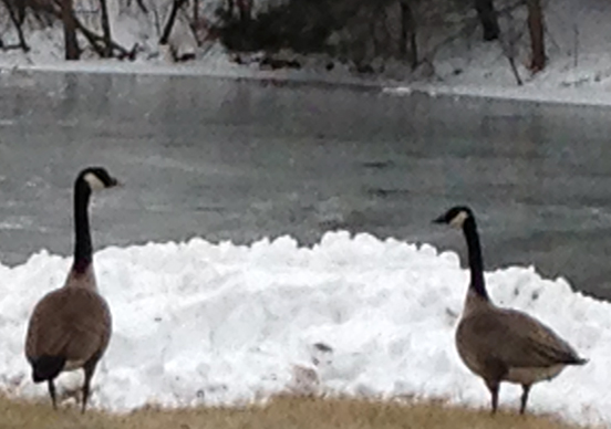 Geese_pond_ice_2.20.15