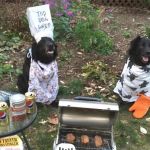 North Carolina couple makes dog-story pictures