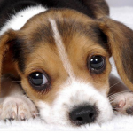 Your puppy is looking, too