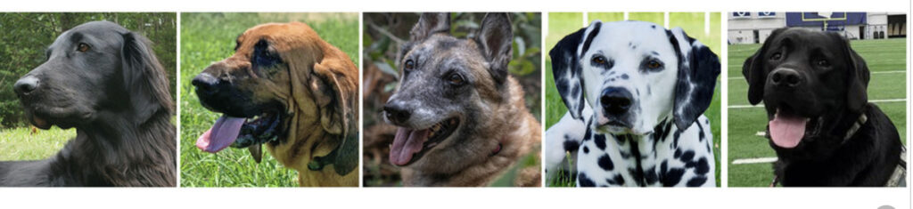 Pictures of AKC Dog Hero Awards for 2020