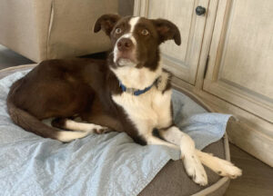 Border Collie lying on dog bed