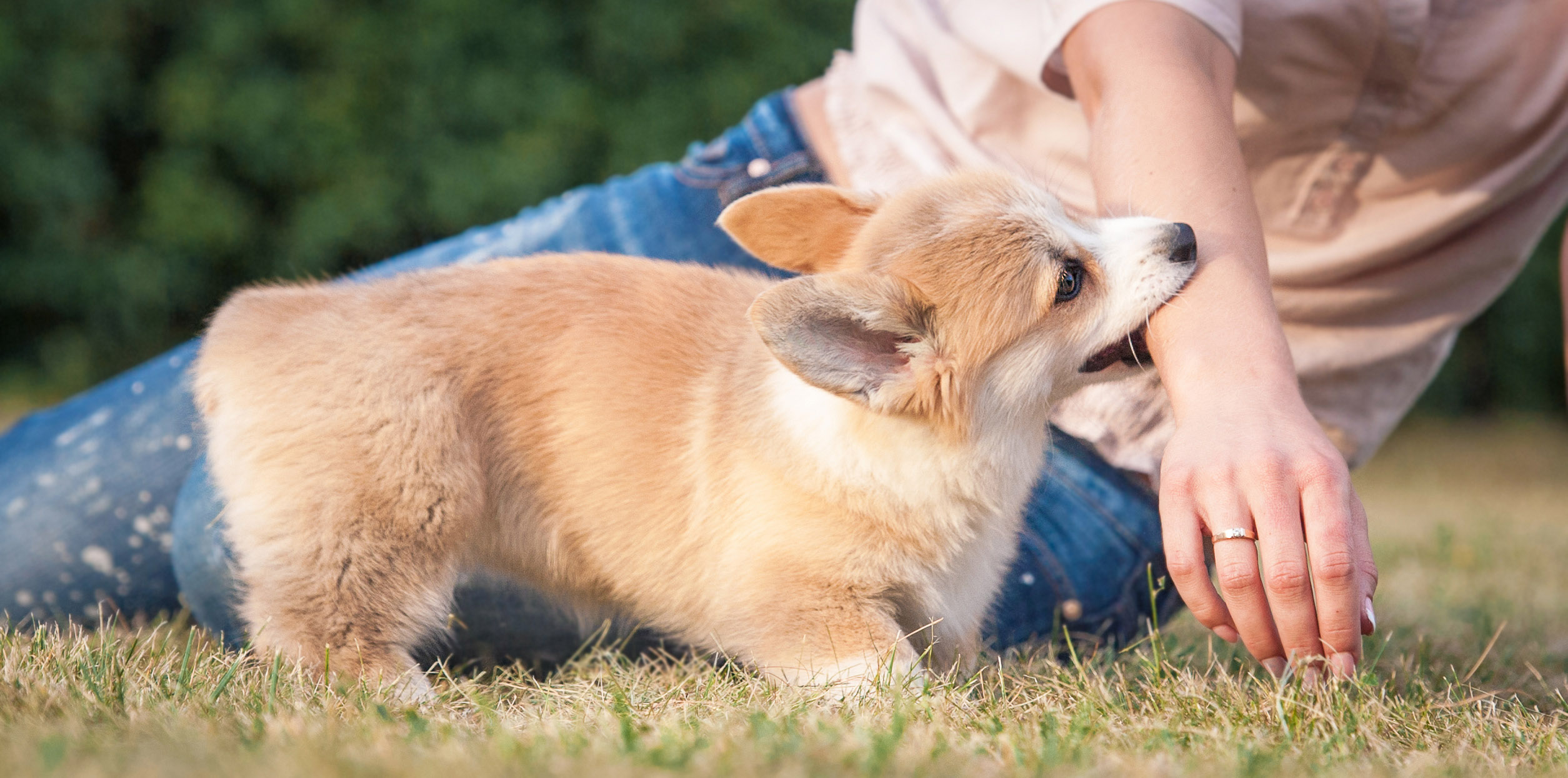 puppy bites the pant leg of a man as if to get the man’s attention. Only the man’s legs and background are showing.