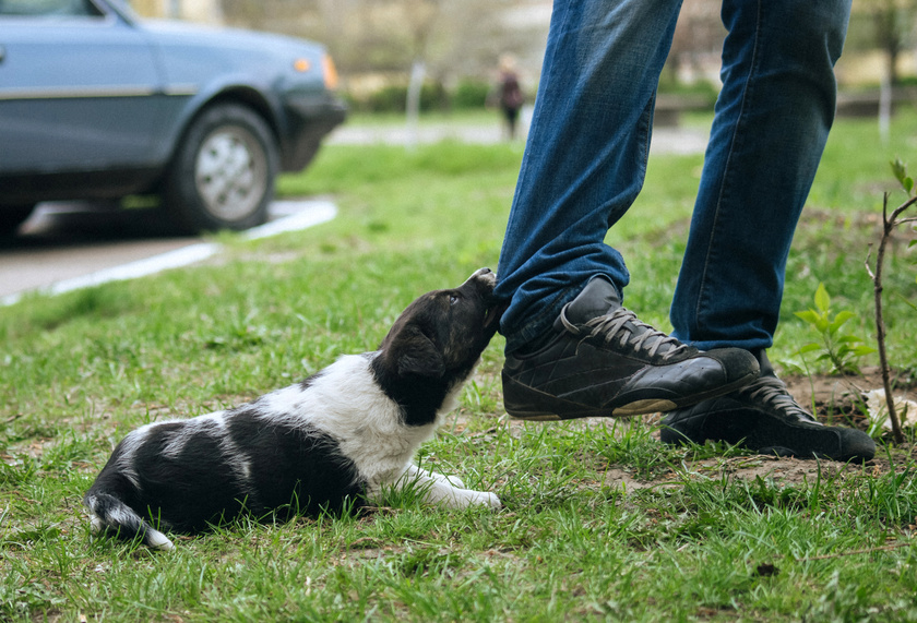 puppy bites the pant leg of a man as if to get the man’s attention. Only the man’s legs and background are showing.