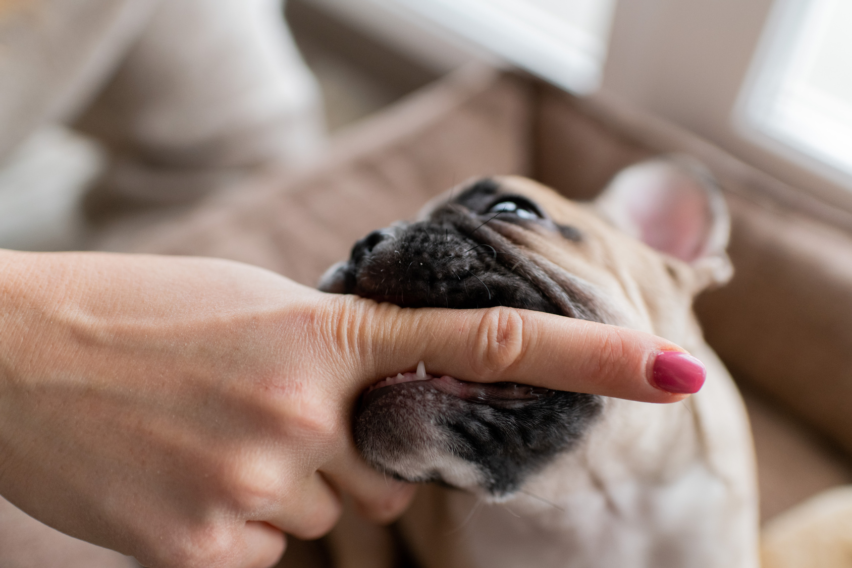 A pug puppy bites the fore finger of a woman as if to get her attention