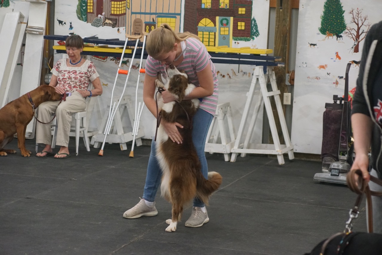 A Border Collie puppy stands on the puppy’s back legs to get into the arms of the puppy’s handler for praise.