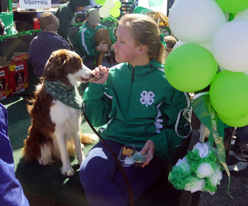 teenage girl dressed in a 4H jacket sits with her border collie puppy in a 4H kerchief, green and white balloons nearby suggest preparation for a parade