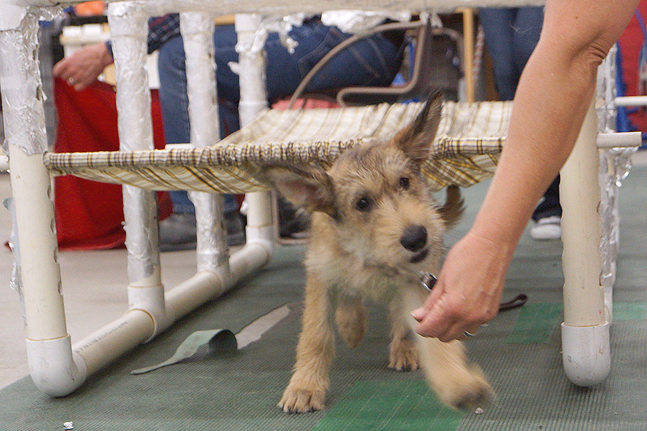  puppy is coaxed by a treat in the hands of a its handler to crawl under an agility crawl tunnel.