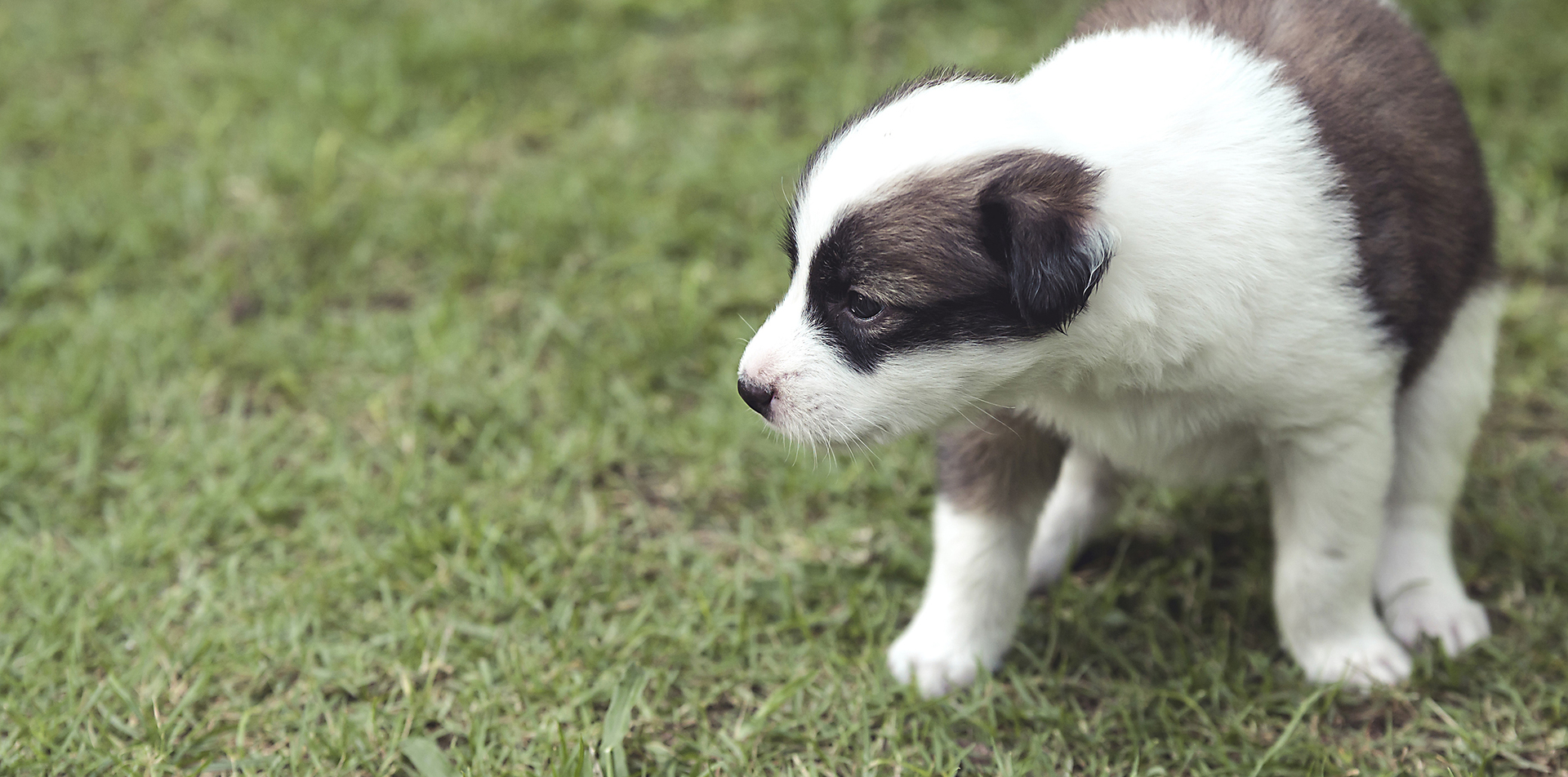 Close-up of a small mixed breed puppy squatting to poop in the yard