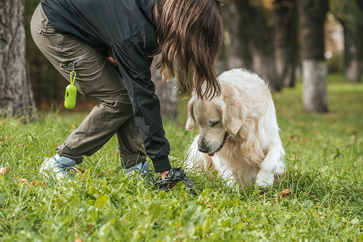 Close-up of female handler and golden retriever puppy in a yard as handler bends over to pick up poop while the puppy watches.