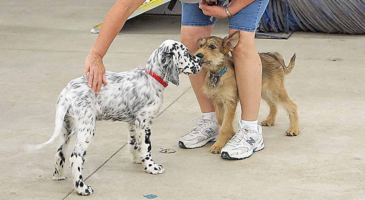 Puppy Kindergarten