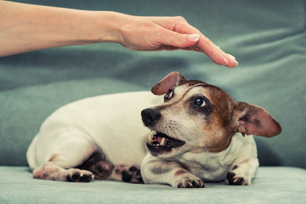  a small dog looks fearful while lying down as a hand from an unseen person reaches over the top of the dog.