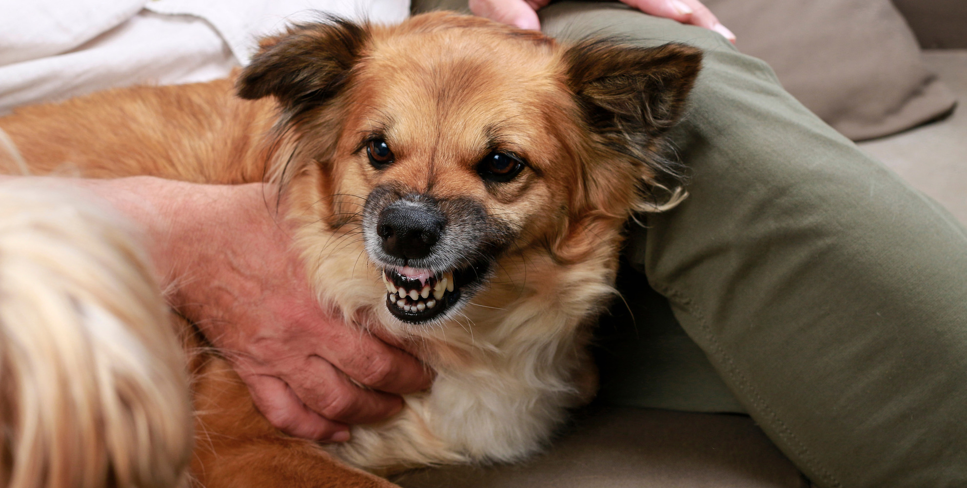 Small dog lies between the legs of a person sitting on the couch, and the dog curls its lips as if to say keep away
