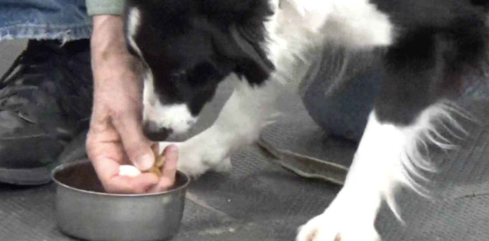 The handler has picked up food from the dog’s dish and feeds the Border Collie from the handler’s hand.