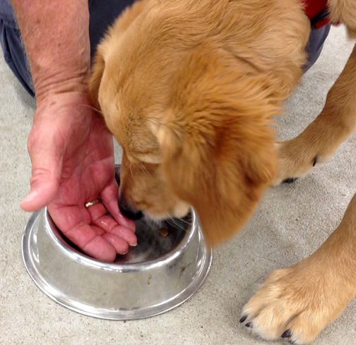 The handler extends his right hand into the dog’s food dish as the Golden Retriever eats.