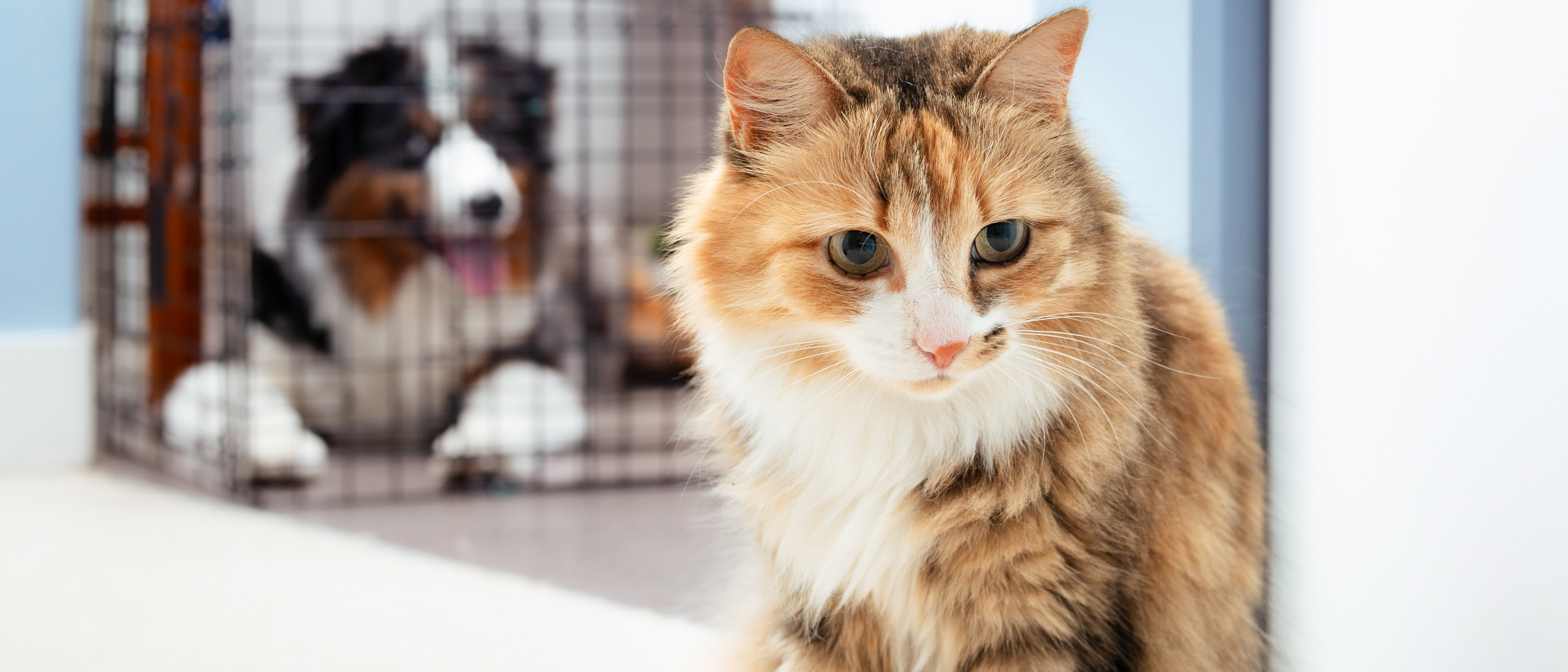 A dog lies in a dog crate and a family room watching a cat that is free to roam sit nearby ignoring the dog.